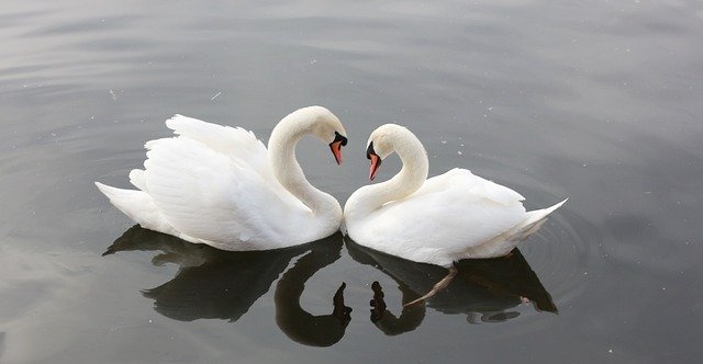 swans